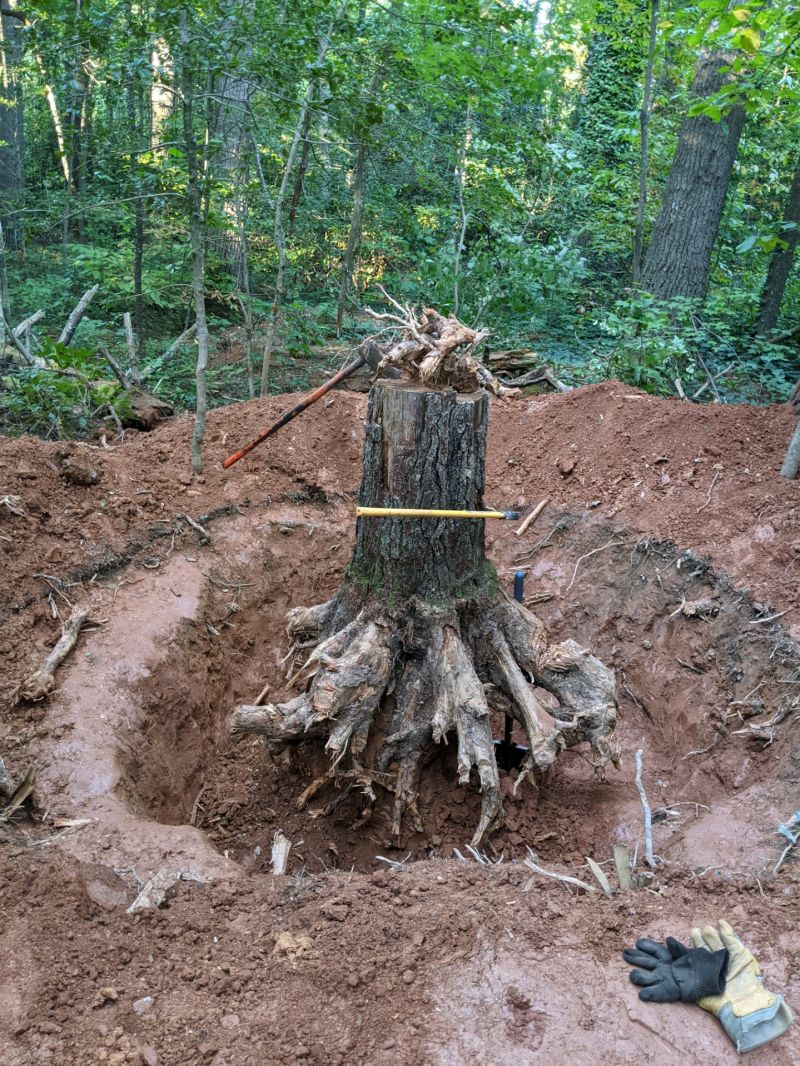 Stump with exposed roots
